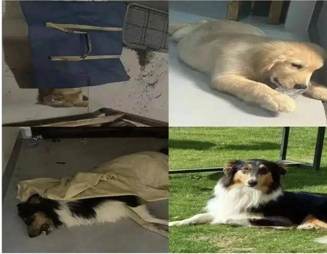 意大利甲组联赛 
_广西一小区有人高空抛食毒死多条宠物狗意大利甲组联赛 
，居民悬赏万元寻线索，警方已立案调查