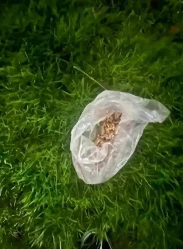 意大利甲组联赛 
_广西一小区有人高空抛食毒死多条宠物狗意大利甲组联赛 
，居民悬赏万元寻线索，警方已立案调查