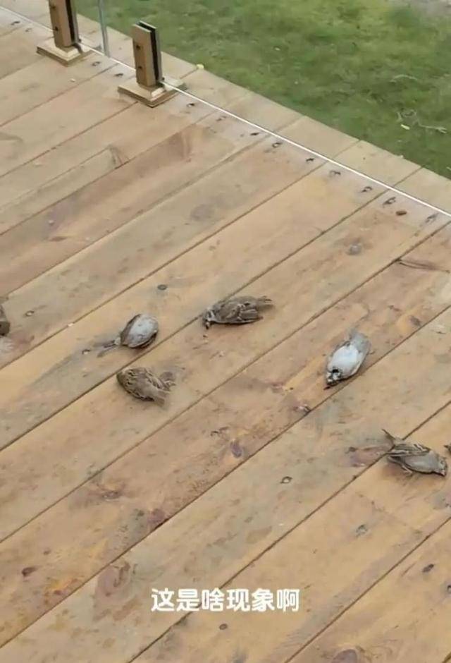 皇冠体育App下载_一群麻雀飞着飞着纷纷坠亡皇冠体育App下载,林业部门:可能是中毒了,将联合公安调查