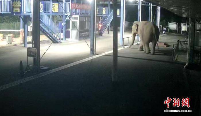 信用平台出租_云南西双版纳：一亚洲象深夜经中老边境曼庄通道出境