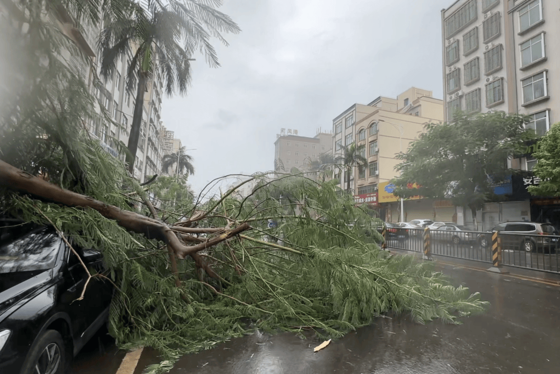 皇冠信用网可以占几成_湛江徐闻实况:路边大树被强风刮倒皇冠信用网可以占几成,车辆被砸!台风“麦德姆”即将登陆