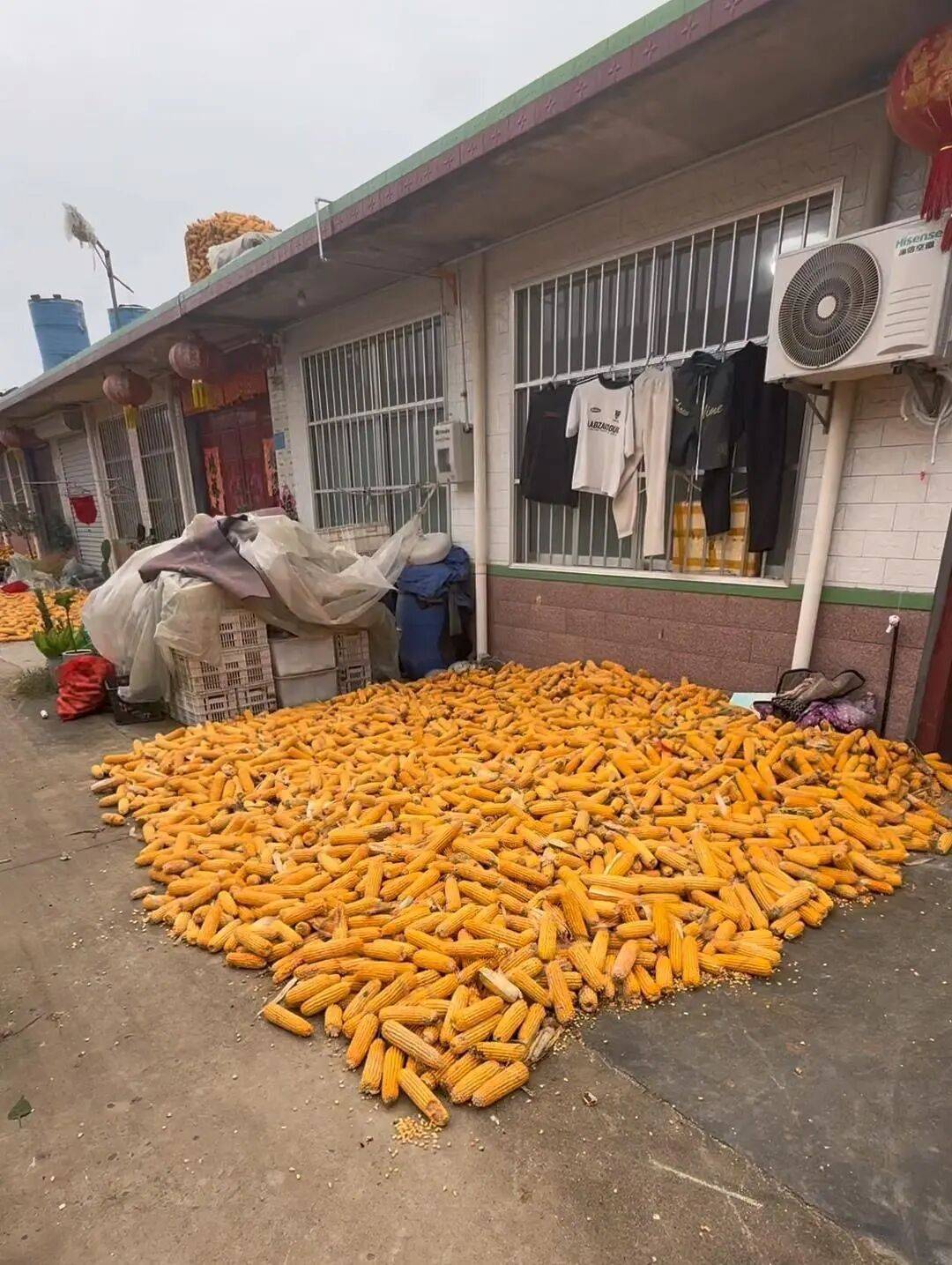 皇冠信用網会员_大学生8天假掰了7天半玉米:自己多弯一次腰皇冠信用網会员,父母就少吃一点苦