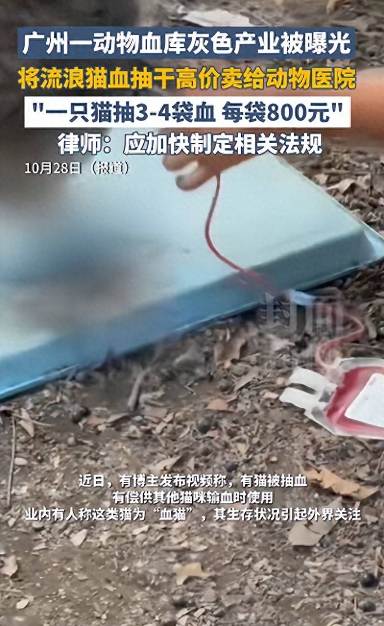体育皇冠信用網
_广州一动物血库灰色产业被曝光体育皇冠信用網
，将流浪猫血抽干高价卖给宠物医院，律师：应加快制定相关法规