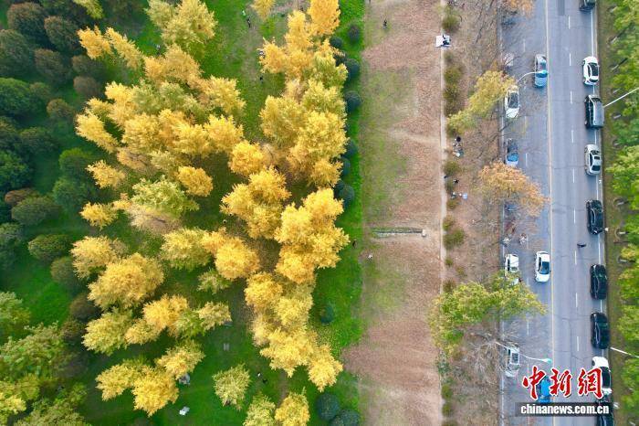 欧冠足球比分
_陕西西安：银杏林由绿转黄吸引市民游玩