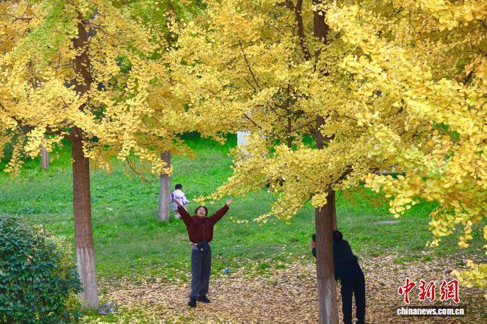欧冠足球比分
_陕西西安：银杏林由绿转黄吸引市民游玩